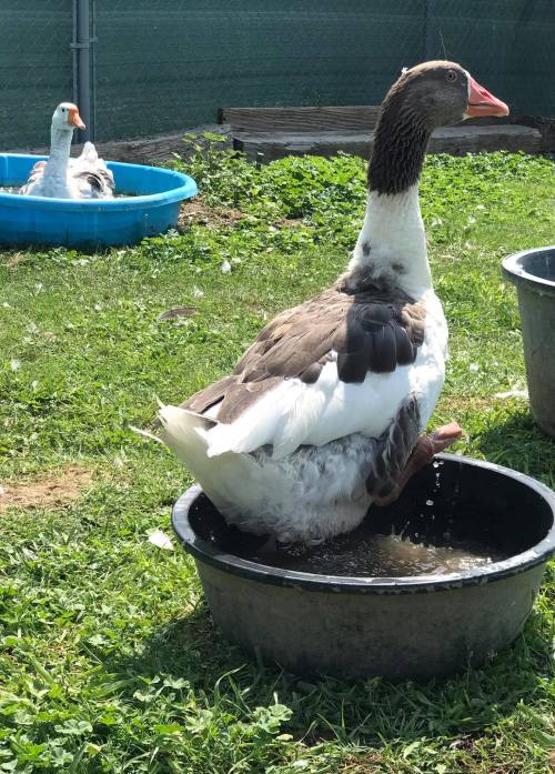 A brown and white goose stands in a small black tub of water, while another goose relaxes in a blue tub nearby.