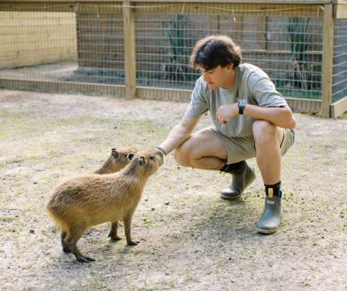 A person in gray boots kneels to interact with two capybaras in a fenced outdoor area.