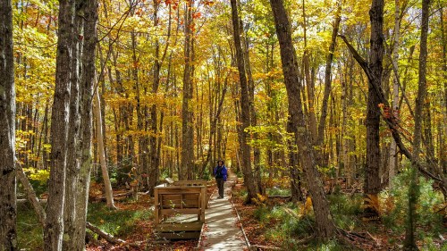 A person walks along a wooden path through a vibrant autumn forest filled with colorful leaves.