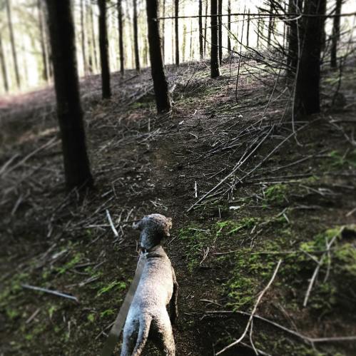 A dog walks along a narrow path in a forest, surrounded by tall trees and scattered underbrush.