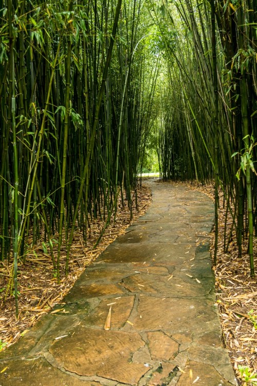 A stone pathway winds through a lush bamboo forest, surrounded by tall green stalks and soft earth.
