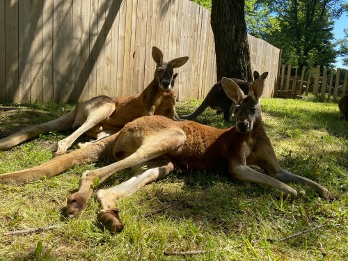 Two kangaroos lounging on grass near a wooden fence, with a smaller kangaroo in the background.