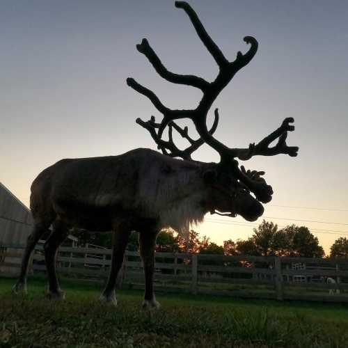 A silhouette of a reindeer with large antlers against a sunset sky, standing in a grassy area near a fence.