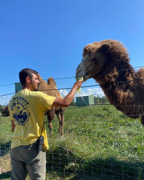 A person in a yellow shirt feeds a camel through a fence on a sunny day in a grassy field.