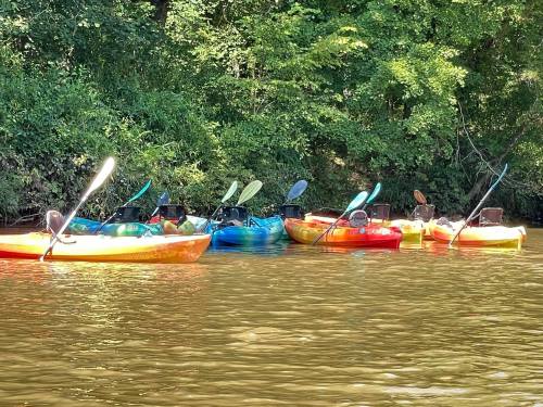 Colorful kayaks lined up along a riverbank, surrounded by lush green trees and calm water.