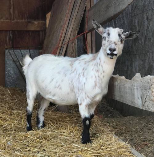 A white goat with black spots stands in a barn, surrounded by straw and wooden structures.