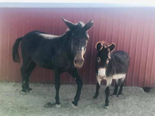 A black horse and a small donkey stand together in front of a red barn.