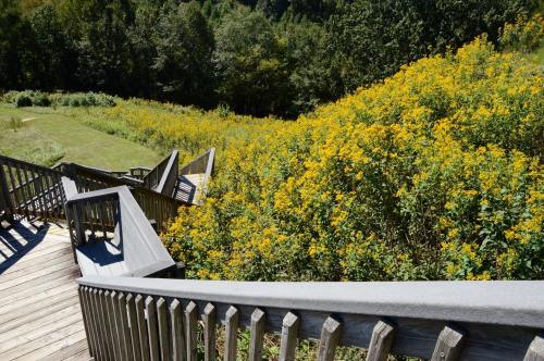 A wooden staircase leads down to a vibrant field of yellow flowers surrounded by lush greenery.