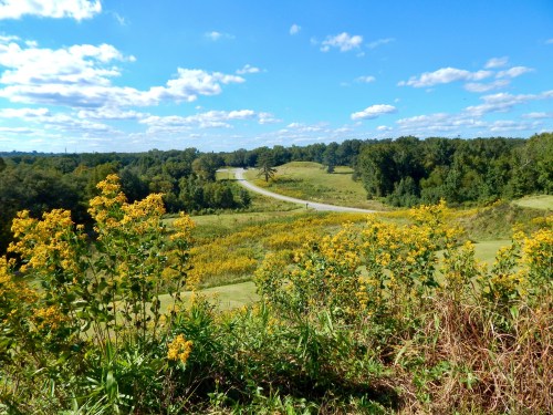 A scenic landscape featuring rolling hills, a winding road, and vibrant yellow flowers under a blue sky with fluffy clouds.
