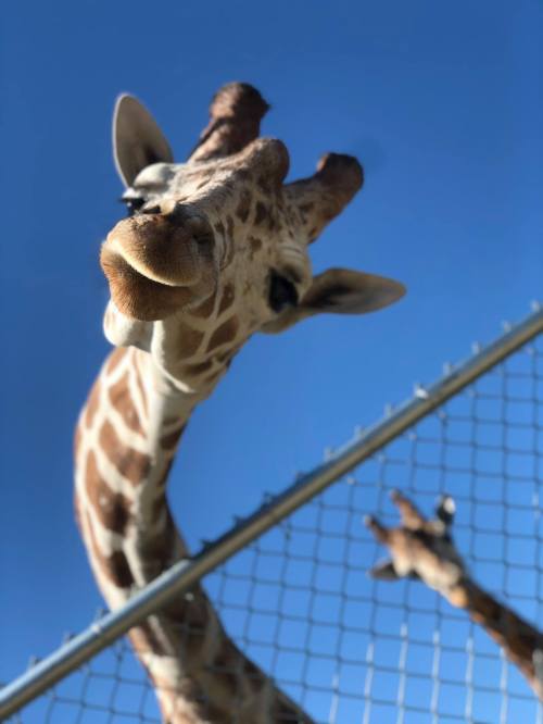 A close-up of a giraffe's head and neck, peering over a fence against a clear blue sky.