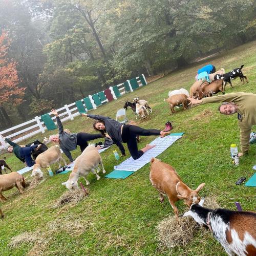 A group of people practicing yoga outdoors among grazing goats in a lush green setting.