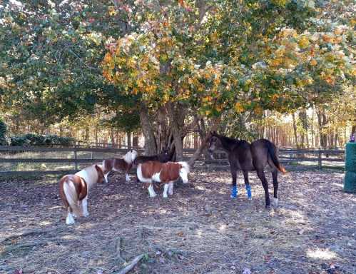 Four horses, including two small ponies and a larger horse, stand under a colorful tree in a fenced area.