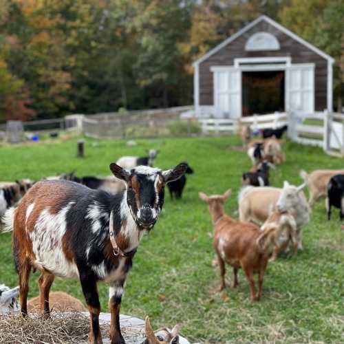 A goat stands on a wooden platform in a grassy area, surrounded by other goats and a barn in the background.