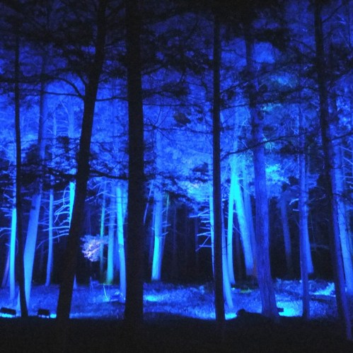 A dark forest illuminated by blue lights, creating an ethereal and mysterious atmosphere among the trees.