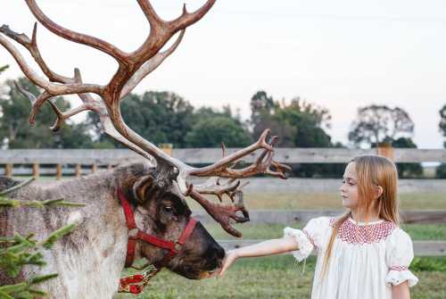 A girl in a white dress gently reaches out to a reindeer with large antlers in a grassy field.