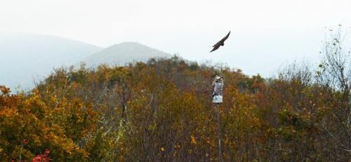 A hawk soars above a colorful autumn landscape with trees and distant mountains under a cloudy sky.