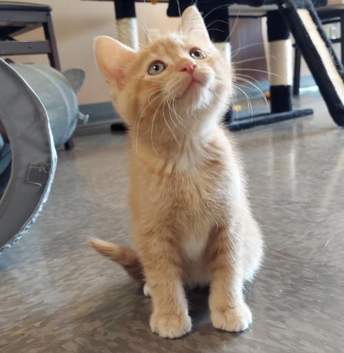 A curious orange kitten sits on a shiny floor, looking up with bright eyes in a cozy room.
