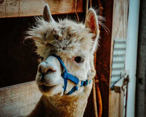 A close-up of a fluffy alpaca with a blue halter, looking curiously at the camera against a wooden background.