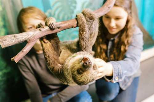 A sloth hangs upside down from a branch while two girls interact with it in a zoo setting.