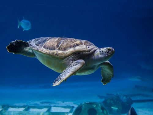 A sea turtle gracefully swims underwater, surrounded by blue water and faint silhouettes of fish.
