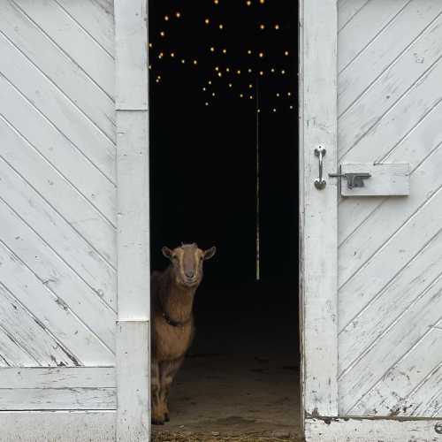 A goat peeks out from a barn door, with soft lights glowing in the background.