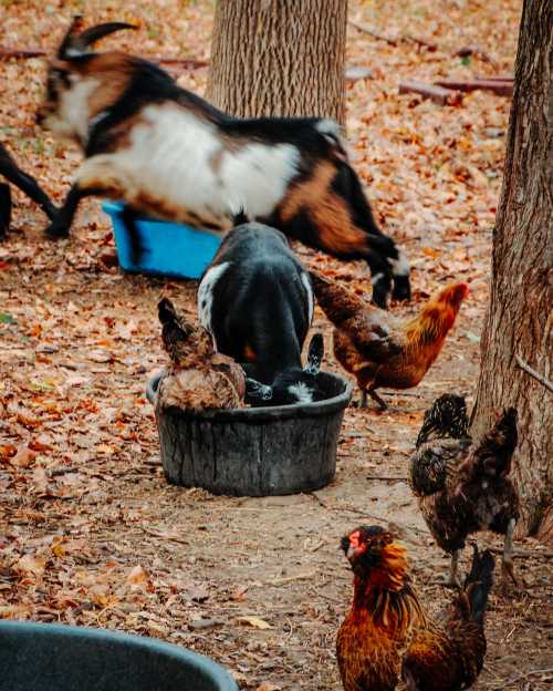 A goat and several chickens interact in a wooded area, with one goat playfully jumping in the background.