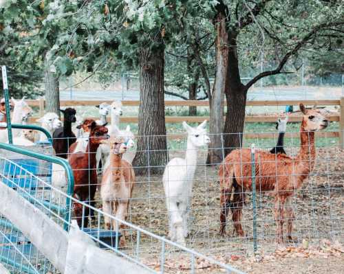 A group of llamas and alpacas standing together in a fenced area surrounded by trees.