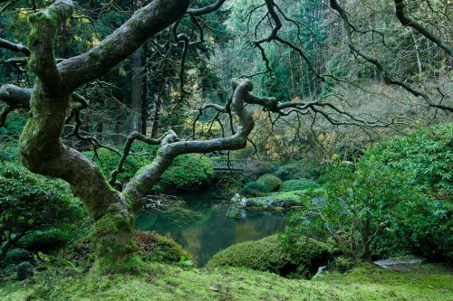 A serene landscape featuring a twisted tree over a tranquil pond, surrounded by lush greenery and forest.