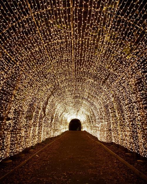 A beautifully lit tunnel adorned with strings of warm white lights, creating a magical, inviting atmosphere.