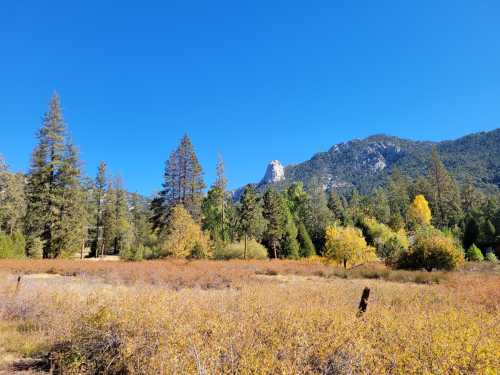 A scenic landscape featuring autumn foliage, tall trees, and a mountain under a clear blue sky.