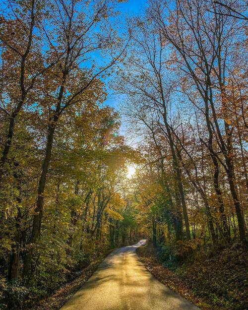 A winding road through a forest with autumn leaves, illuminated by sunlight peeking through the trees.