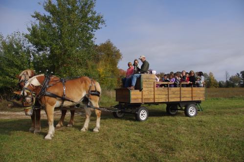A horse-drawn wagon filled with people in a grassy field, surrounded by trees under a clear sky.