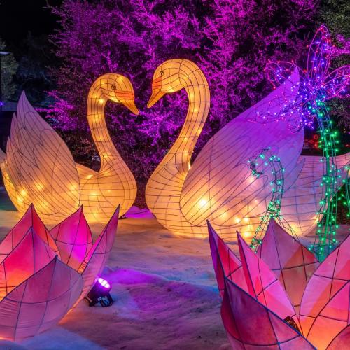 Two illuminated swan lanterns surrounded by colorful flower lanterns, set against a vibrant purple backdrop.