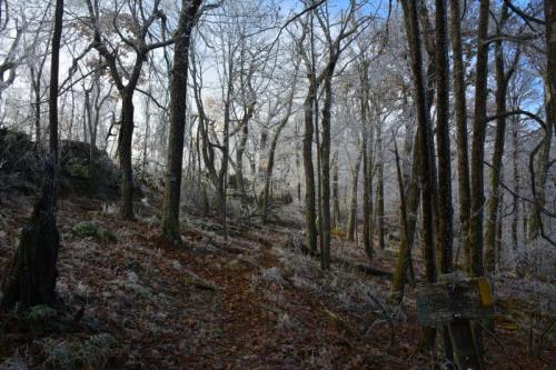 A serene forest scene with bare trees and a frosty landscape, featuring a winding path and a signpost.