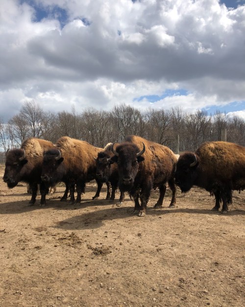 A group of bison stands together in a muddy field under a cloudy sky.