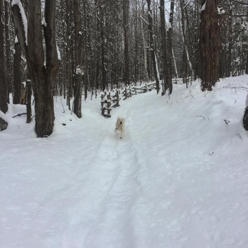 A dog runs joyfully down a snowy path surrounded by trees in a winter landscape.