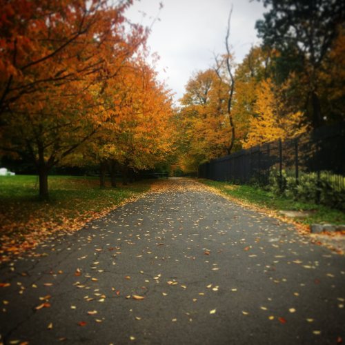A serene pathway lined with trees displaying vibrant autumn foliage and scattered leaves on the ground.