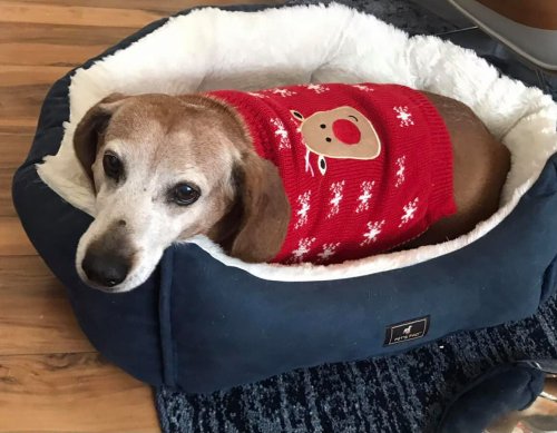 A cozy dog in a red sweater with a reindeer design, resting in a plush dog bed.