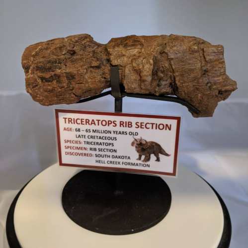 A Triceratops rib section fossil displayed on a stand, with a label detailing its age and discovery location.