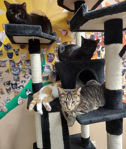 Four cats lounging on a multi-level cat tree, with a backdrop of cat photos on the wall.