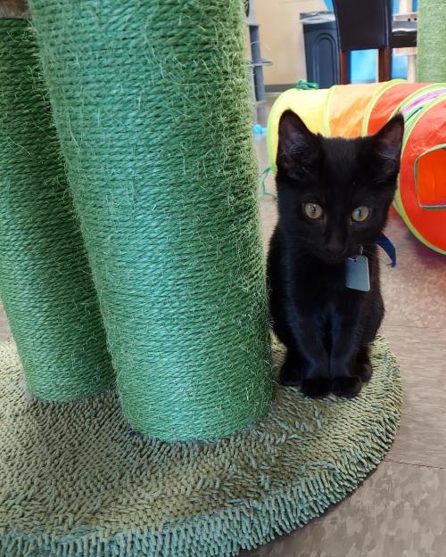 A small black kitten sits beside a green scratching post, looking curiously at the camera.