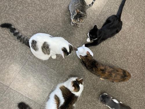 A group of six cats of various colors gathered around a small dish on a tiled floor.