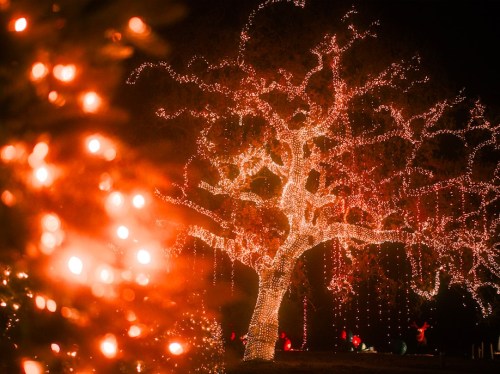 A beautifully lit tree adorned with colorful lights, surrounded by glowing decorations in a festive night setting.