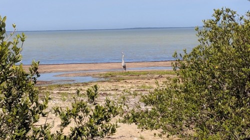 A heron stands in shallow water near a sandy shore, surrounded by green vegetation and a calm blue sky.