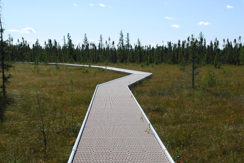 A winding boardwalk through a grassy wetland, surrounded by sparse trees under a clear blue sky.