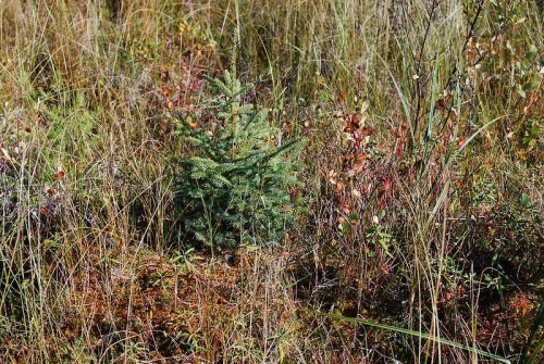 A small evergreen tree surrounded by tall grass and colorful foliage in a natural setting.