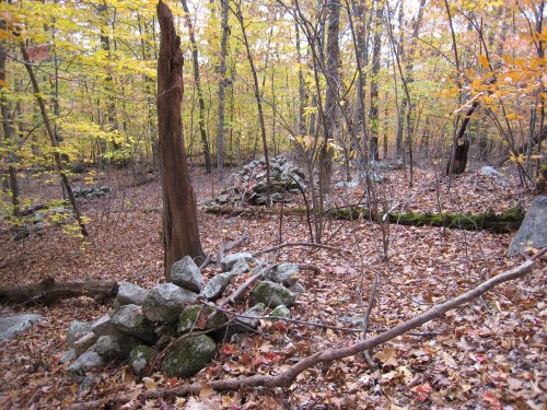A forest scene with colorful autumn leaves, featuring stone piles and fallen trees on a leaf-covered ground.