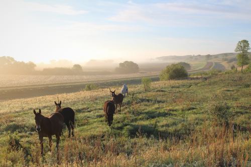 Four horses graze in a misty field, with rolling hills and a clear sky in the background.