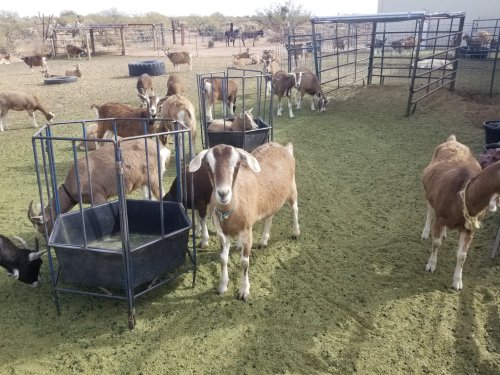 A group of goats in a fenced area, with feeding troughs and a grassy ground in a rural setting.