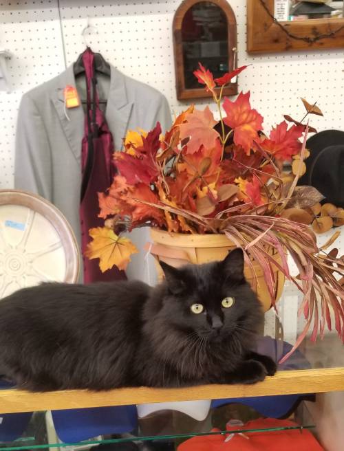 A black cat rests on a shelf beside a pot of autumn leaves, with clothing items in the background.